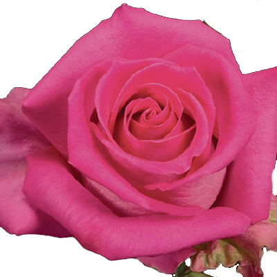 Pink Roses