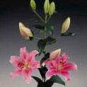 Asiatic