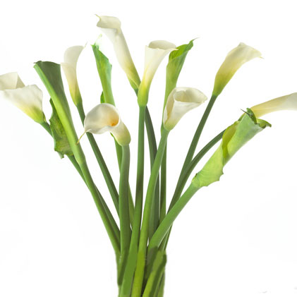 Fresh Calla Lilies Direct From the Farm are Shipped Twice a Week