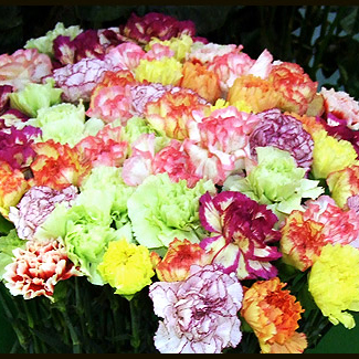 Carnations