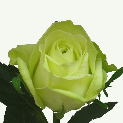 Wholesale Premium Fresh Cut Green Roses Danisa's Wholesale Fresh Flowers