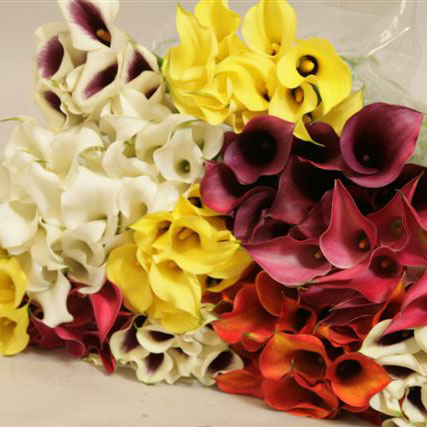 Mini Calla Lilies