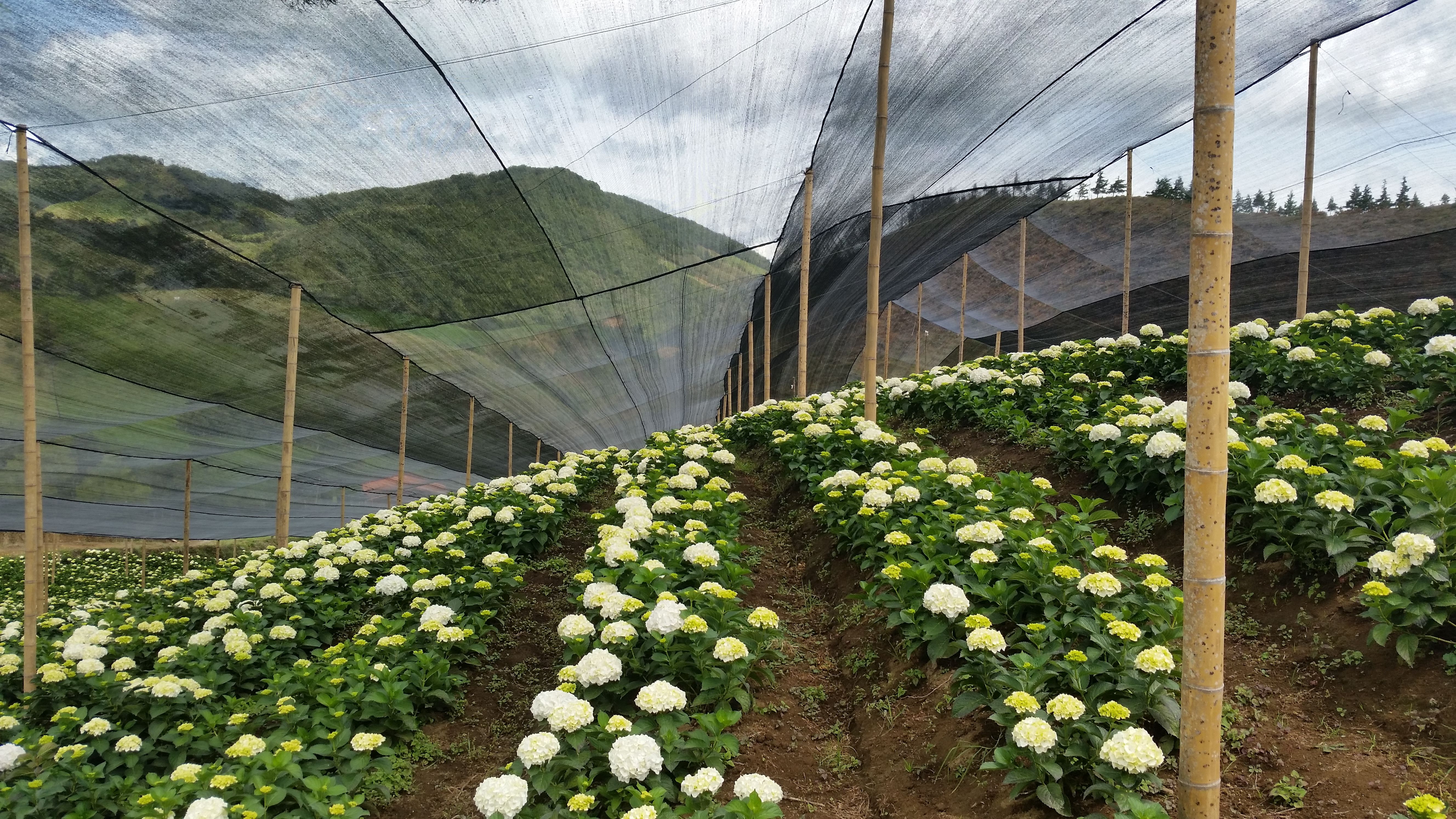 Wholesale Flowers, Peach Greenhouse Tulips