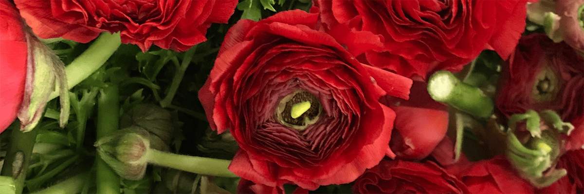 Radiant Ranunculus Bouquet - An enchanting bouquet of vibrant ranunculus flowers in an array of colors, showcasing nature's beauty and the intricate layers of petals that make each bloom unique.
