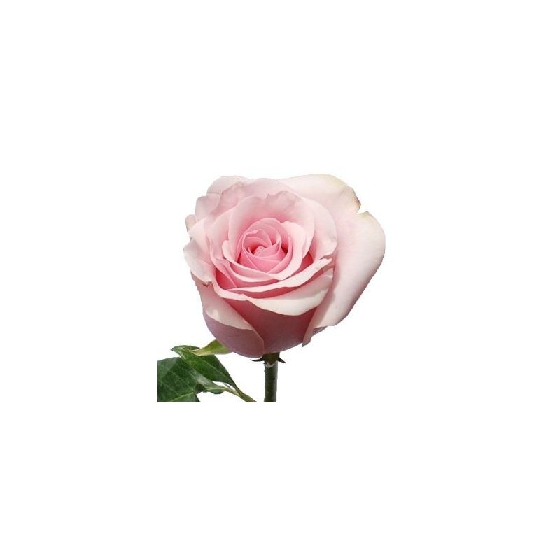 ROSE☆ROSE Light Pink Rose Titanic