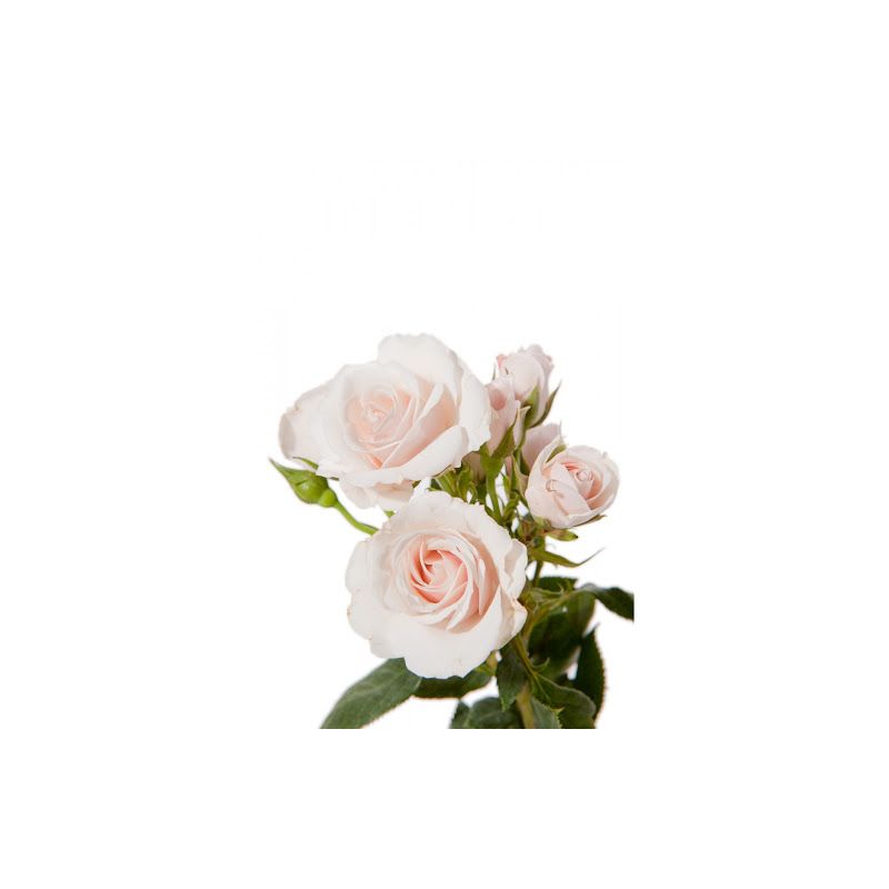 Roseliaです Boxelle Silver | Rosefield Official