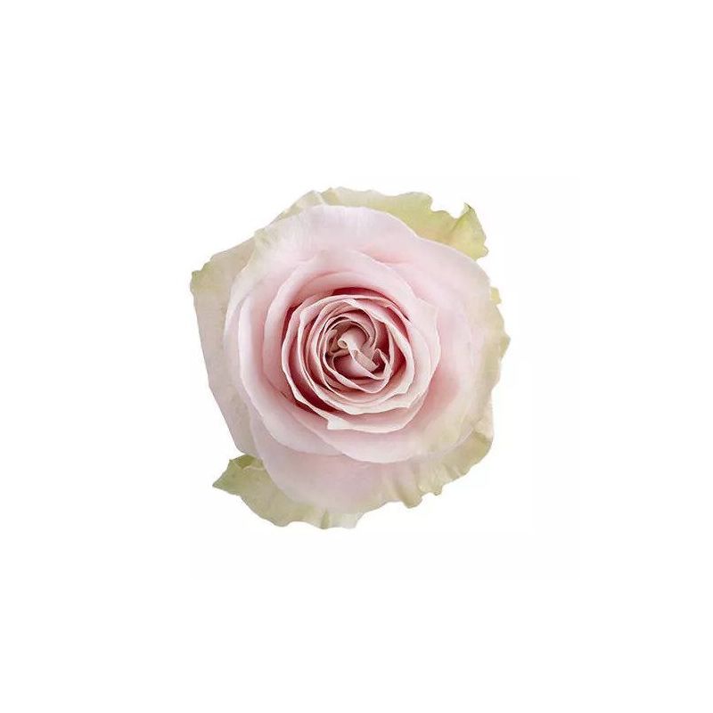 Pink Rose Pink Mondial