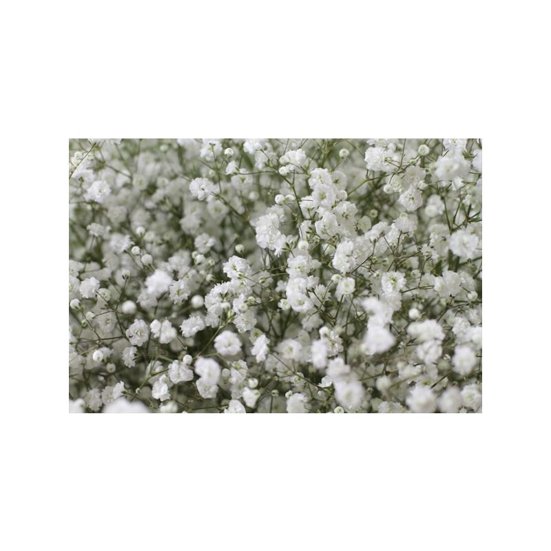 906-white-gypsophilaperfecta.jpg