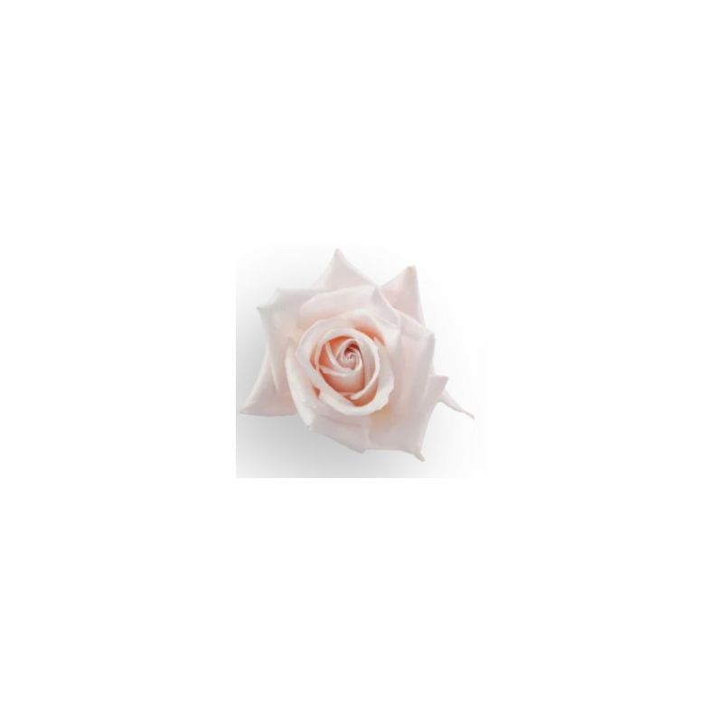 Blush Pink Rose Sweet Akito