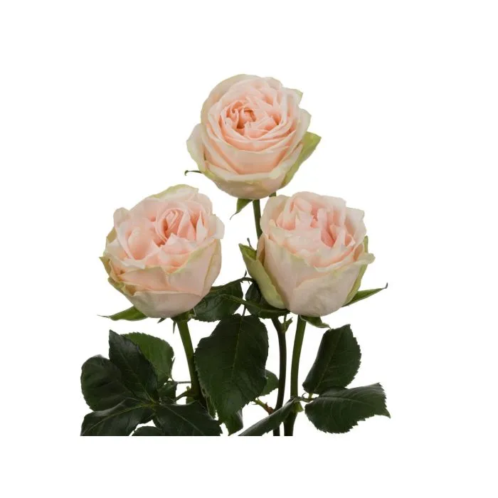 rosa♡ Lola Roses - 25st - Ramirez Wholesale Flowers Inc