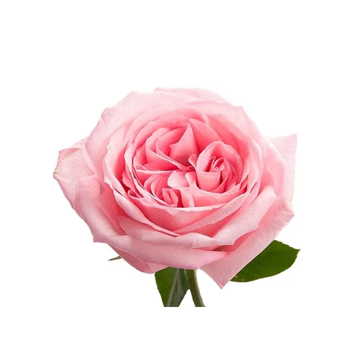 garden_rose_pink_o_hara-