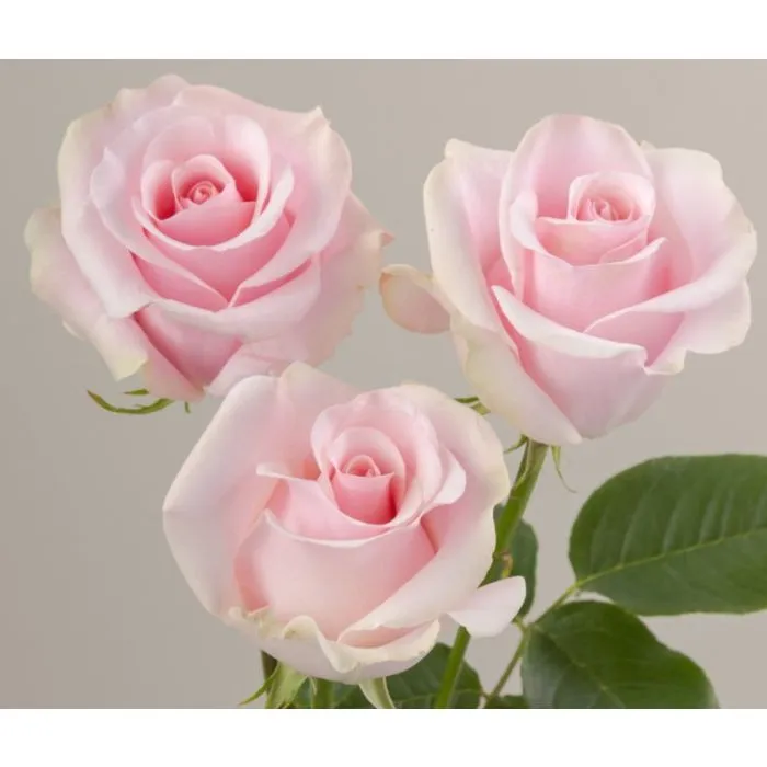 ROSE☆ROSE Light Pink Rose Titanic