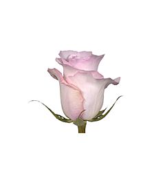 Blush Pik Rose Chrysta