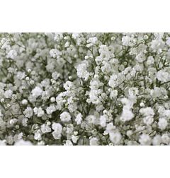 Gypsophila Perfecta