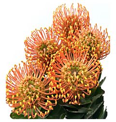 Pincushion Protea  Bright Orange
