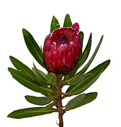 Protea Red Ice