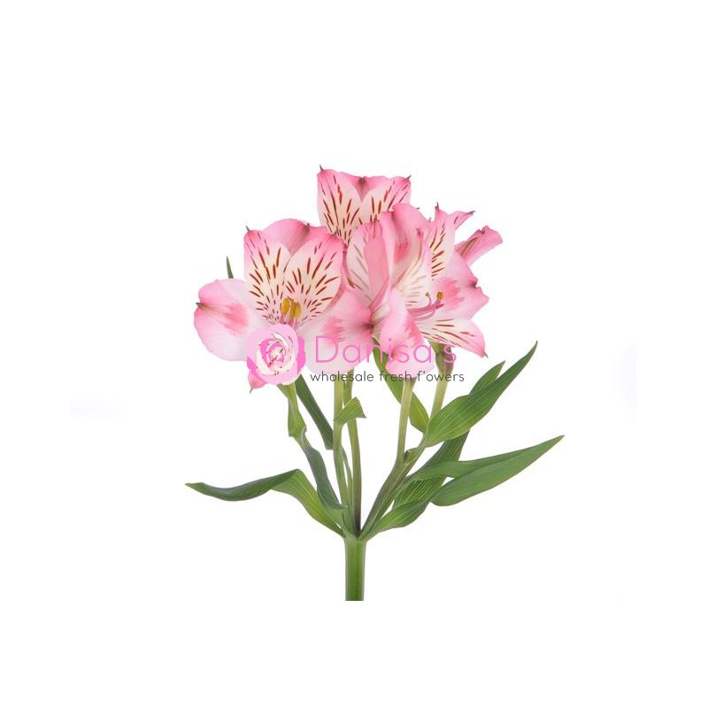 Buy Alstroemeria Light Pink in Bulk – Wholesale | Danisa Flowers