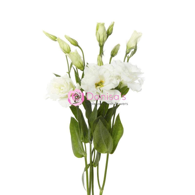 Buy Lisianthus White in Bulk – Wholesale | Danisa Flowers