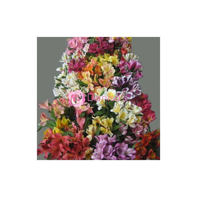 Buy Alstroemeria Perfection Assorted in Bulk – Wholesale | Danisa