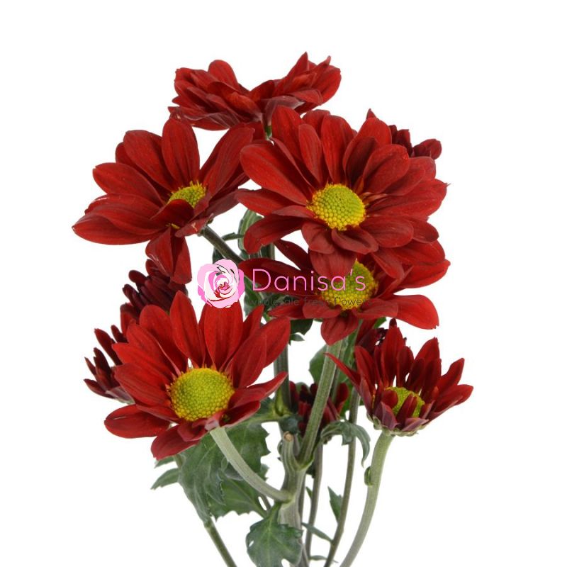 Buy Daisy Poms Red Managua in Bulk – Wholesale | Danisa Flowers