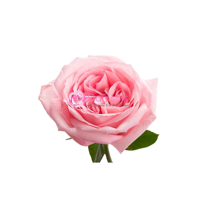 Buy Garden Rose Pink O'Hara in Bulk – Wholesale | Danisa Flowers