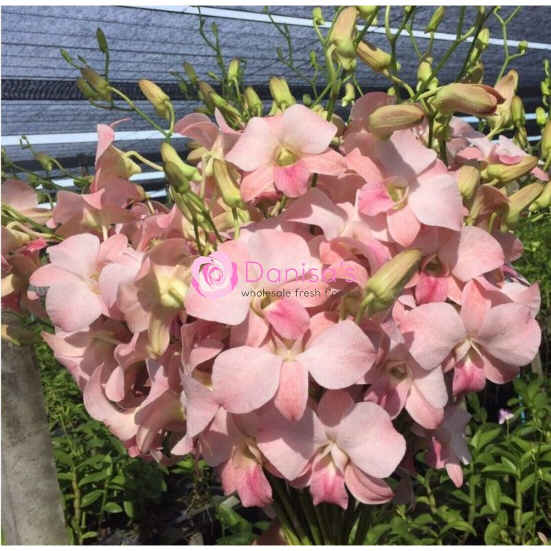Buy Dendrobium Orchid Blush Pink in Bulk – Wholesale | Danisa Flowers