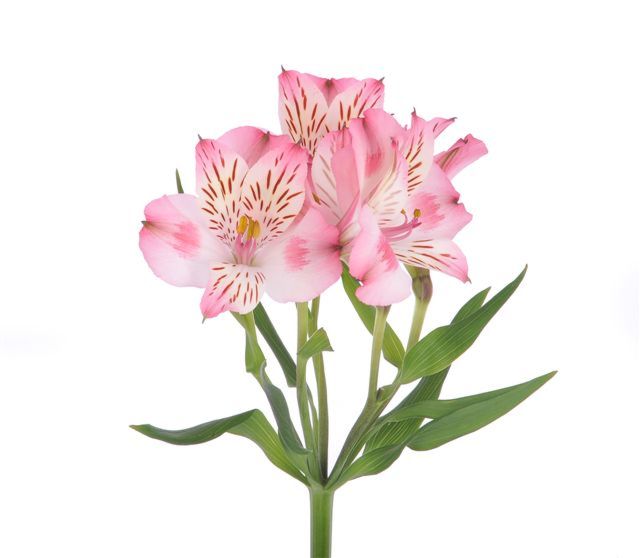 Alstroemeria LIght Pink