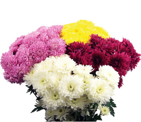 Pom flowers shop