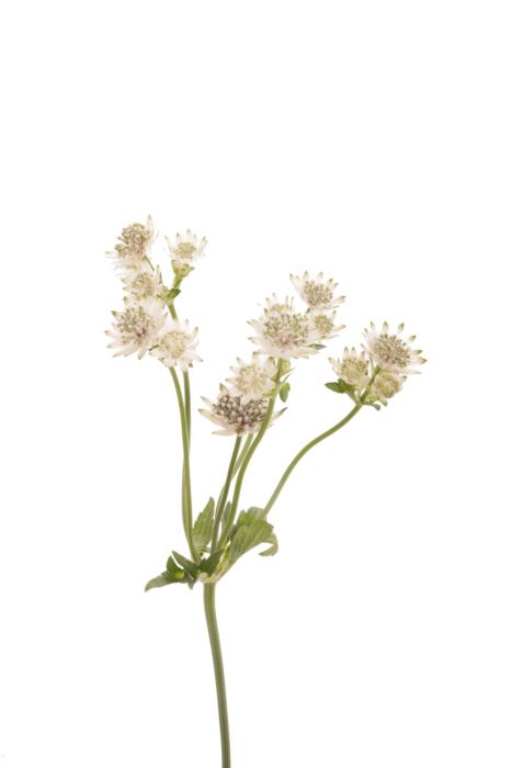 White astrantia store
