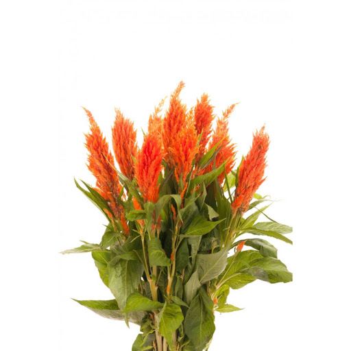 Twisted Orange - Cockscomb - Celosia cristata