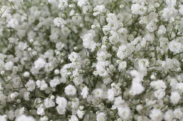 Gypsophila - Rio Roses
