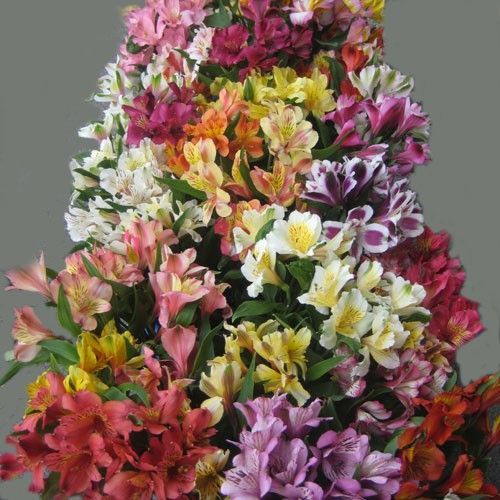 alstroemeria_20perfection_20as