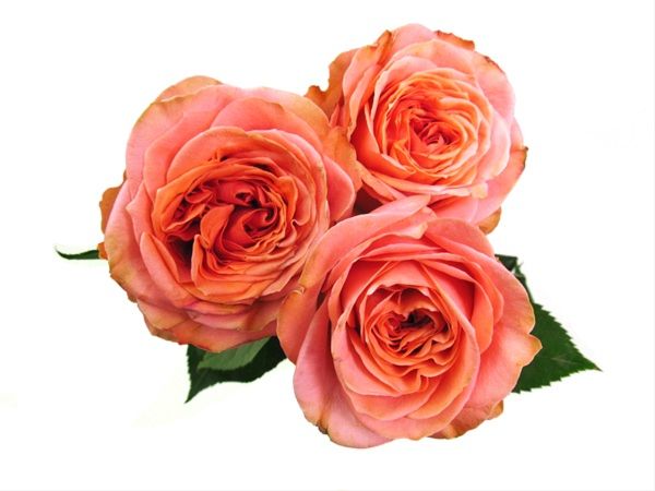 Garden Rose Coral xpression
