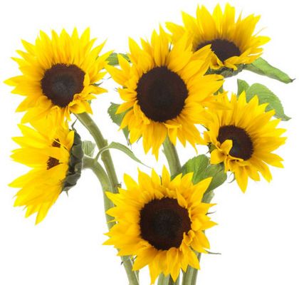 Mini sunflowers cheap