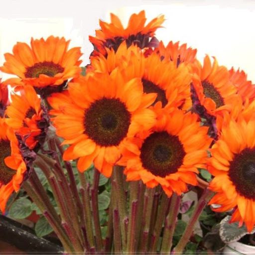Colored sunflowers 2025
