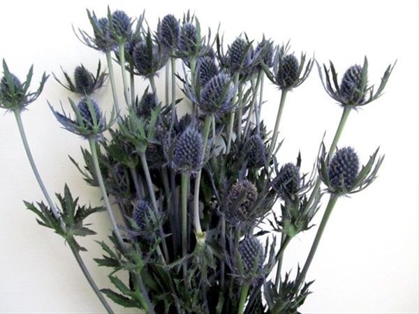 Blue thistle shop