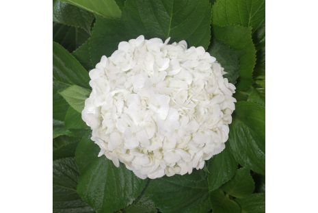 Hydrangeas White Select