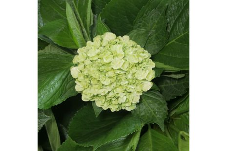 Hydrangeas Mojito Green