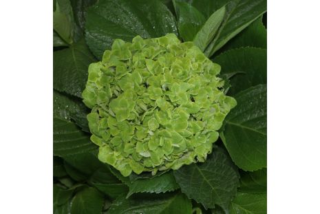 Hydrangea Emerald