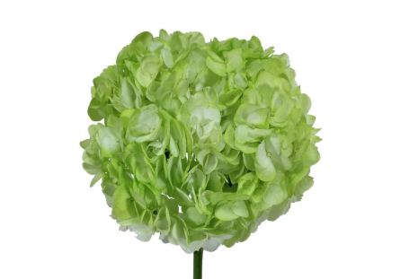 Hydrangea Tinted Green