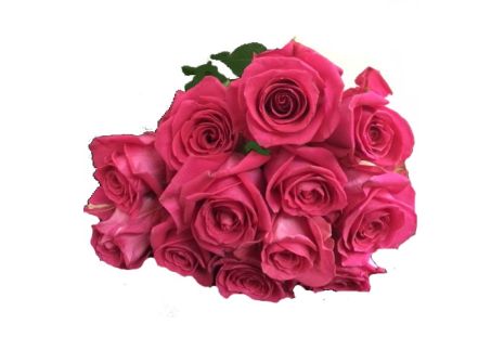 Hot Pink Roses - 50 cm Pack 100