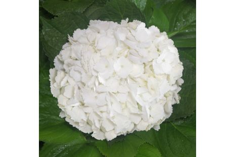 Hydrangeas White Premium