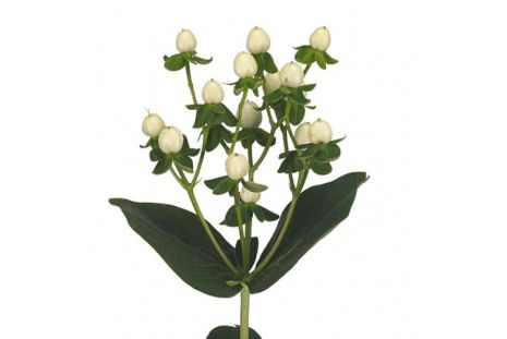 Hypericum &mdash; True white