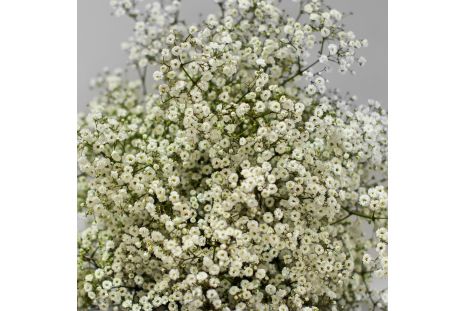 Gypsophila Baby's Breath Million Star