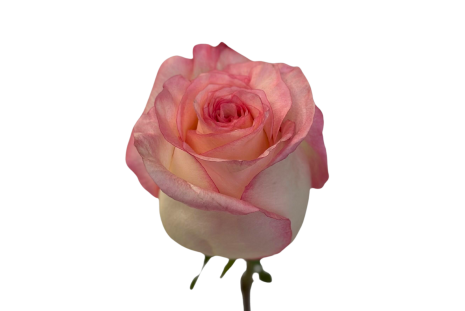 Light Pink Boulevard Roses