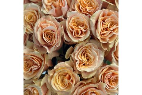 Peach Phoenix Roses 