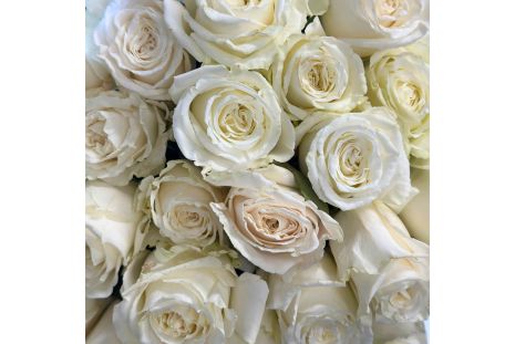 Closeup White Playa Blanca Roses 