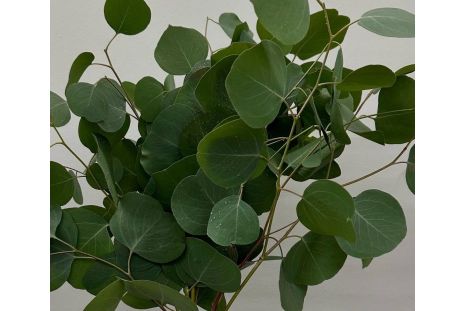 fresh silver dollar eucalyptus wholesale for floral designs