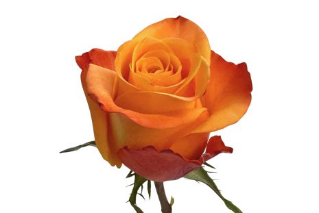 Orange Rose Aloha