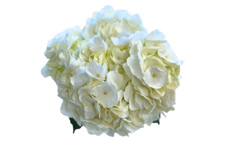 Hydrangeas White Premium